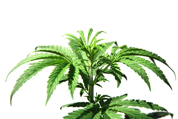 大麻植物 大麻植物 大麻Sativa 大麻的去甲 根茎植物 娱乐性大麻植物 医疗大麻植物 被白色隔离了文字空间 收割路径 — 图库照片
