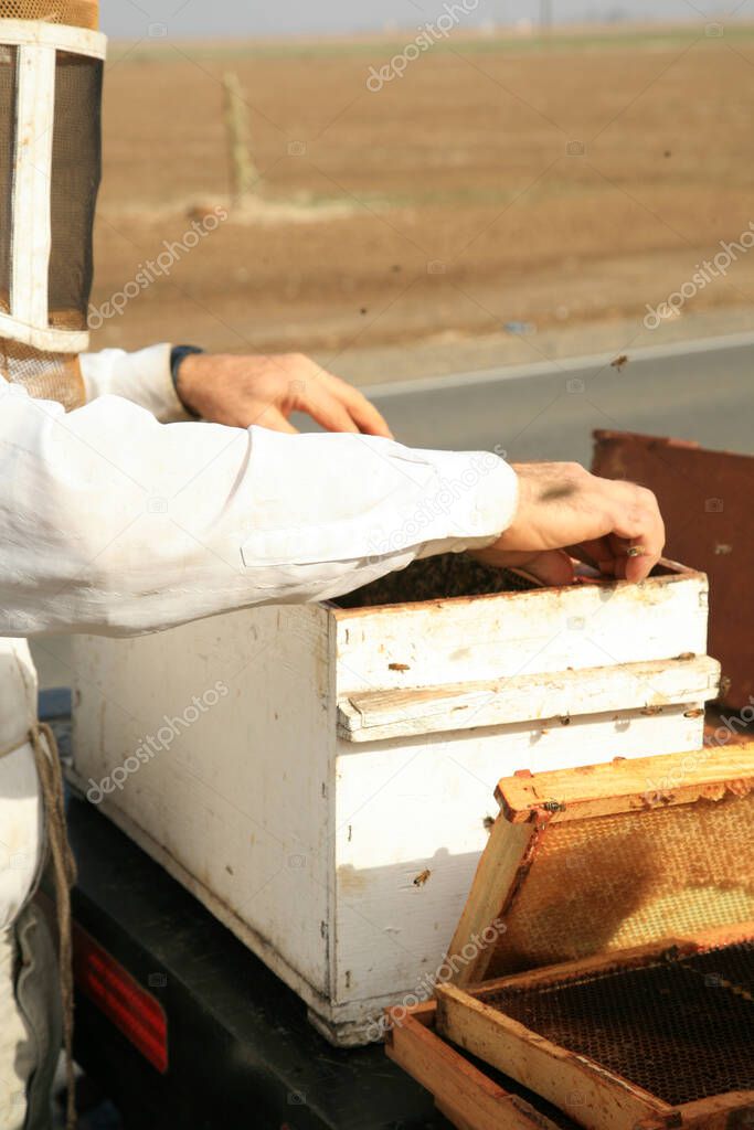 Honey Bees. Honey Bee keepers. Bee Keepers. Beekeeper with honeycomb brood frame and honey bees on it. bee keepers collecting honey. bee keepers protecting their bees. bees on the honeycomb with sweet honey. Bee honey collected in yellow honeycombs. 