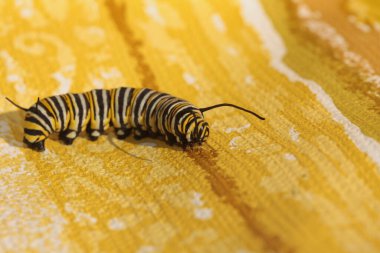 Kral Kelebeği Tırtılları. Kelebeğe dönüşmeden önce güzel bir kral kelebeği tırtılı. Bir hükümdar tırtılı. Danaus pleksippus. Kelebek. 