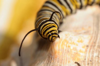 Kral Kelebeği Tırtılları. Kelebeğe dönüşmeden önce güzel bir kral kelebeği tırtılı. Bir hükümdar tırtılı. Danaus pleksippus. Kelebek. 