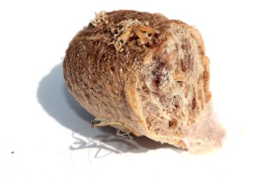 Peygamber devesi. Peygamber devesi yumurtası. Peygamber Devesi Bebek. Peygamber devesi yumurta kesesi. Yumurta kutusundan çıkan peygamber devesi perileri için dua et. Bebek peygamber devesi bir etekten doğuyor. Peygamber devesinin hayret verici hayatı. Beyazda izole edilmiş. Metin için yer. 