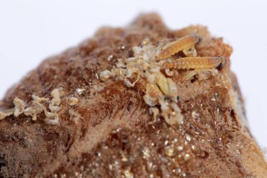 Peygamber devesi. Peygamber devesi yumurtası. Peygamber Devesi Bebek. Peygamber devesi yumurta kesesi. Yumurta kutusundan çıkan peygamber devesi perileri için dua et. Bebek peygamber devesi bir etekten doğuyor. Peygamber devesinin hayret verici hayatı. Beyazda izole edilmiş. Metin için yer. 