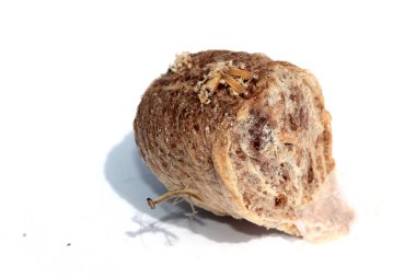 Peygamber devesi. Peygamber devesi yumurtası. Peygamber Devesi Bebek. Peygamber devesi yumurta kesesi. Yumurta kutusundan çıkan peygamber devesi perileri için dua et. Bebek peygamber devesi bir etekten doğuyor. Peygamber devesinin hayret verici hayatı. Beyazda izole edilmiş. Metin için yer. 