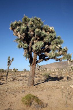 Joshua Tree. Ön planda Joshua ağacı olan manzara. Kaliforniya Ulusal Parkı 'nda Joshua Tree Silueti. Joshua ağacı mavi gökyüzüne karşı Joshua Tree Ulusal Parkı. Joshua Tree Ulusal Parkı 'nda Joshua ağaçları ya da yukka ağaçları. 
