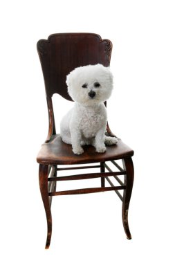 Bichon Frise. Safkan bir Bichon Frise Dog. Beyazda izole edilmiş. Mesaj için yer var. Kırpma Yolu. Mutlu Saf Bichon Frise Köpeği. Mutlu Küçük Köpek. Köpekler herkesi sever. Herkes Bichon Frise sever. Kucak Köpeği. Dost Köpek. Terapi köpeği. Tatlı köpek.. 