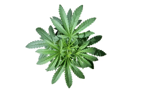 大麻植物 大麻植物 大麻Sativa 大麻的去甲 根茎植物 娱乐性大麻植物 医疗大麻植物 被白色隔离了文字空间 收割路径 — 图库照片