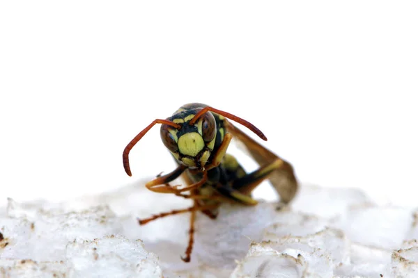 Håll Dig Europeisk Geting Tysk Geting Tysk Gul Jacka Isolerad — Stockfoto