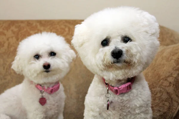 Bichon Frise Bichon Frise Dog Bichon Frise Dog Ren Ras — Stockfoto