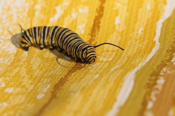 Monark Fjäril Larv Vacker Monarch Butterfly Caterpillar Innan För Att — Stockfoto