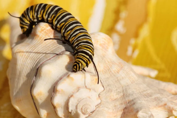 Oruga Mariposa Monarca Una Hermosa Oruga Mariposa Monarca Antes Convertirse —  Fotos de Stock