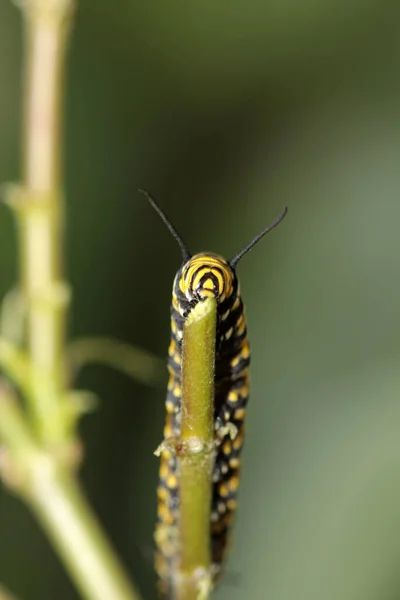 모나크 애벌레 로변하기 아름다운 모나크 나비의 애벌레가 왕벌의 애벌레 Danaus — 스톡 사진