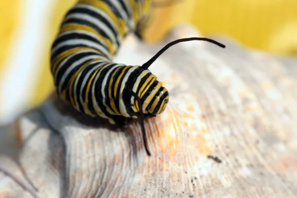 Oruga Mariposa Monarca Una Hermosa Oruga Mariposa Monarca Antes Convertirse —  Fotos de Stock