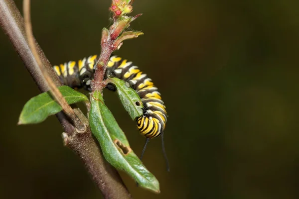 Oruga Mariposa Monarca Una Hermosa Oruga Mariposa Monarca Antes Convertirse —  Fotos de Stock