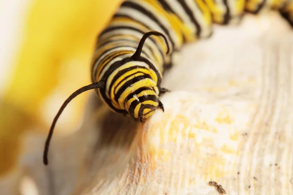 Oruga Mariposa Monarca Una Hermosa Oruga Mariposa Monarca Antes Convertirse —  Fotos de Stock