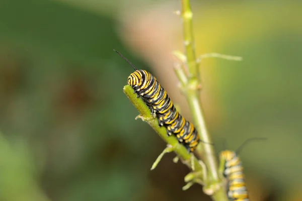 Oruga Mariposa Monarca Una Hermosa Oruga Mariposa Monarca Antes Convertirse —  Fotos de Stock