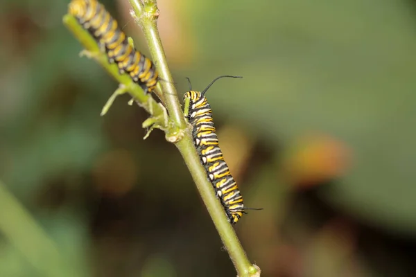 Oruga Mariposa Monarca Una Hermosa Oruga Mariposa Monarca Antes Convertirse —  Fotos de Stock