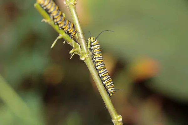 Oruga Mariposa Monarca Una Hermosa Oruga Mariposa Monarca Antes Convertirse —  Fotos de Stock