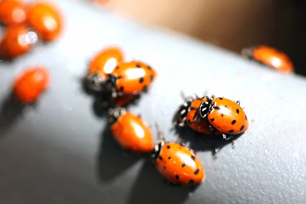 Lady Bug Lady Bird Beetles Beautiful Lady Bugs Coccinellidae Lady — Stock Photo, Image