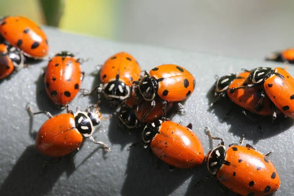 Lady Bug Lady Bird Beetles Beautiful Lady Bugs Coccinellidae Lady — Stock Photo, Image