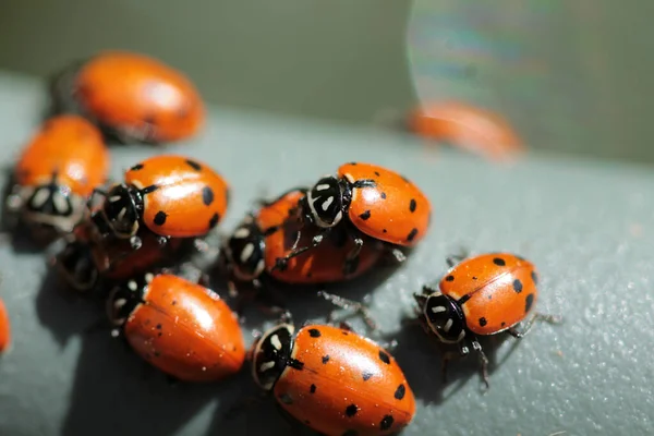 Lady Bug Lady Bird Beetles Beautiful Lady Bugs Coccinellidae Lady — Stock Photo, Image