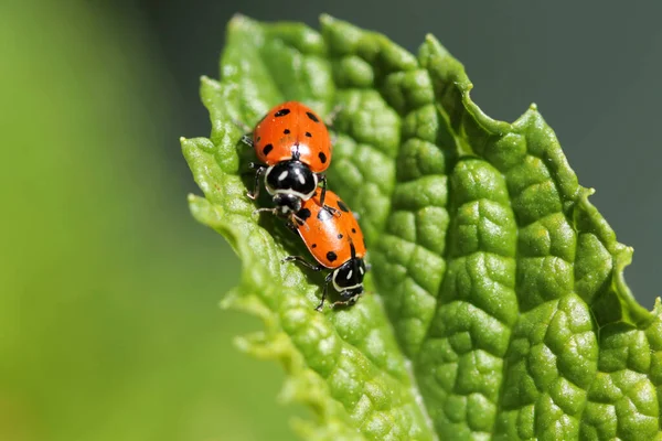 Lady Bug Lady Bird Beetles Beautiful Lady Bugs Coccinellidae Lady — Stock Photo, Image