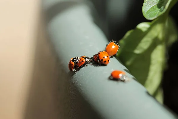 Lady Bug Lady Bird Beetles Beautiful Lady Bugs Coccinellidae Lady — Stock Photo, Image