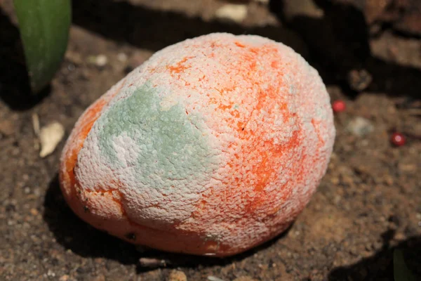 Rotten Orange Eine Orange Zerfällt Organisch Eine Schimmelige Morsche Orange — Stockfoto