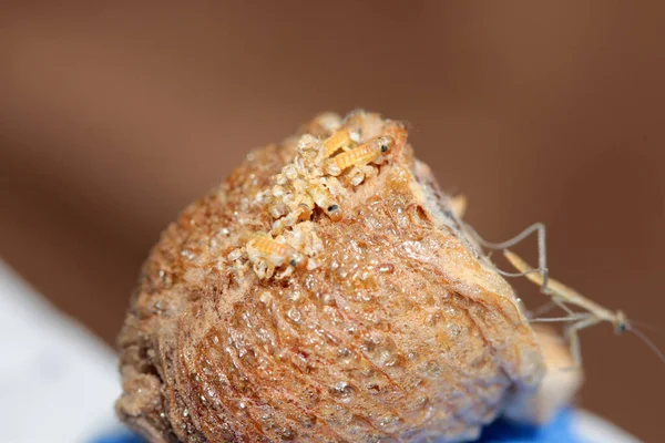 Ber Till Mantis Till Mantis Egg Baby Bön Mantis Mantis — Stockfoto