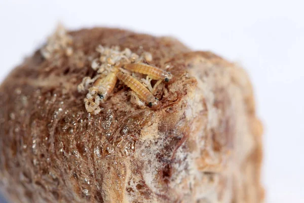 Peygamber devesi. Peygamber devesi yumurtası. Peygamber Devesi Bebek. Peygamber devesi yumurta kesesi. Yumurta kutusundan çıkan peygamber devesi perileri için dua et. Bebek peygamber devesi bir etekten doğuyor. Peygamber devesinin hayret verici hayatı. Beyazda izole edilmiş. Metin için yer. 