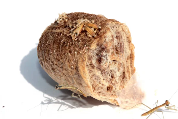 당나라를 기도한다 Mantis Egg 기도한다 Mantis 찬양하는 Mantis Egg Sac — 스톡 사진