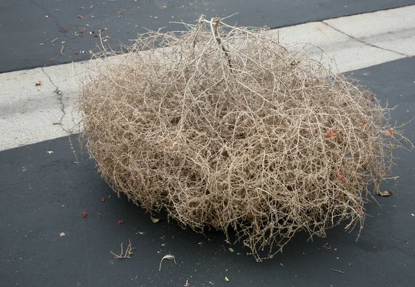 Tumble Weed Une Mauvaise Herbe Salsola Moût Sel Chardon Russe — Photo