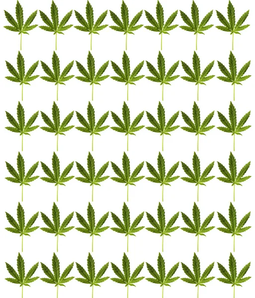 Marijuana Leaf Isolato Bianco Spazio Messaggi Percorso Ritaglio Foglia Cannabis — Foto Stock