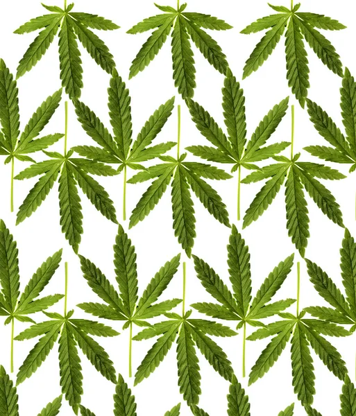 Marihuana Yaprağı Beyazda Izole Edilmiş Mesaj Için Yer Var Kırpma — Stok fotoğraf