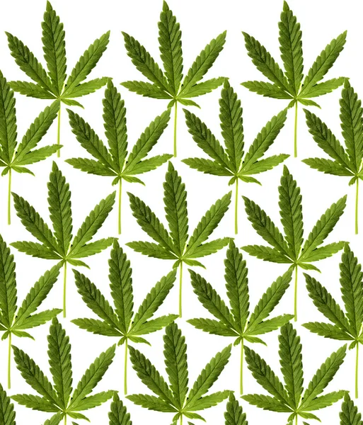 Marijuana Leaf Isolato Bianco Spazio Messaggi Percorso Ritaglio Foglia Cannabis — Foto Stock