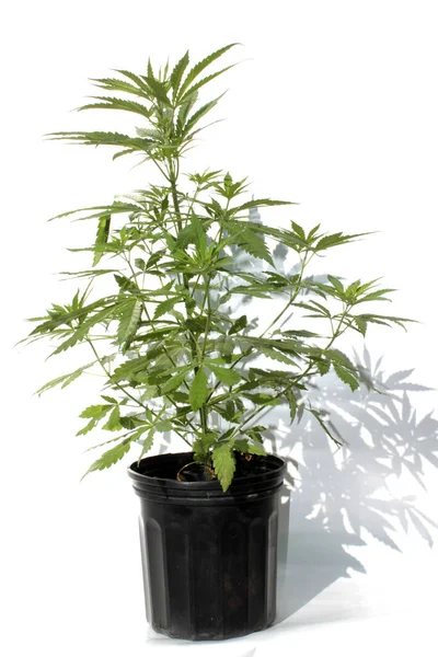 Planta Marihuana Planta Cannabis Cannabis Planta Legal Marihuana Cannabis Sativa — Foto de Stock