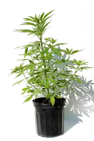 Planta Marihuana Planta Cannabis Cannabis Planta Legal Marihuana Cannabis Sativa — Foto de Stock