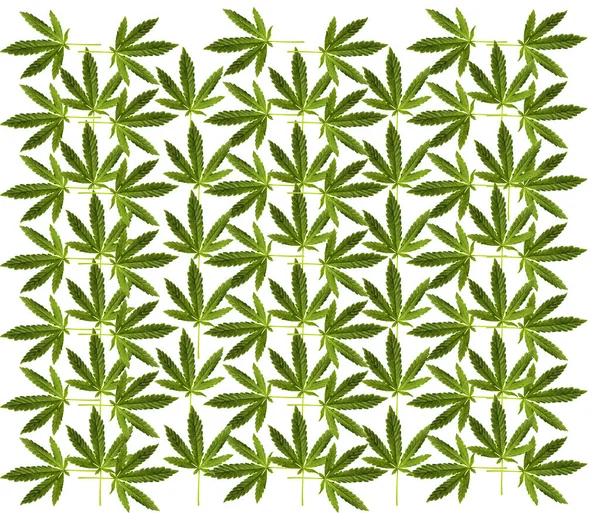 Marijuana Leaf Isolerad Vitt Rum För Sms Klippvägen Cannabis Löv — Stockfoto