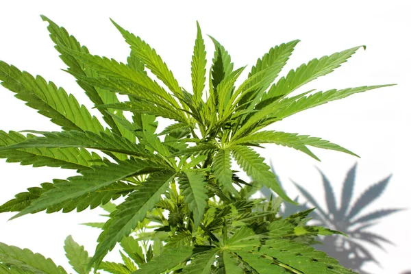 Planta Marihuana Planta Cannabis Cannabis Planta Legal Marihuana Cannabis Sativa — Foto de Stock