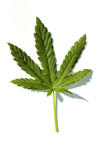 Liść Marihuany Odizolowany Biało Miejsce Smsa Ścieżka Wycinków Liść Konopi — Zdjęcie stockowe