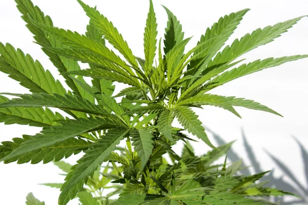 Marijuana Plant Cannabis Plant Cannabis Legal Marijuana Plant Female Cannabis — Stock Photo, Image