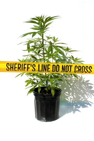 Marijuana Cannabis Marijuana Plant Crime Scene Marijuana Plant Pistol Ground — Stock Photo, Image