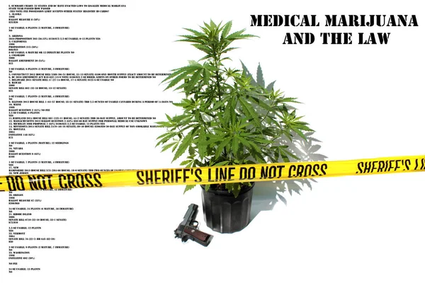 Marihuana Esrar Marihuana Bitkisi Suç Mahalli Sarı Şerifin Arkasında Yerde — Stok fotoğraf