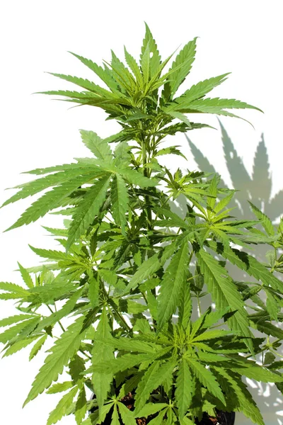 大麻植物 大麻植物 合法的大麻植物 女性大麻Sativa 女性大麻指数 被白色隔离了文字空间 裁剪路径 根茎植物 家里长大的便盆 绿桩植物 — 图库照片