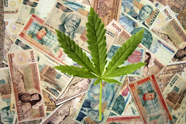 Marihuana Und Geld Geld Aus Aller Welt Mit Einem Marihuana — Stockfoto