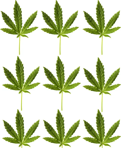 Marijuana Leaf Isolato Bianco Spazio Messaggi Percorso Ritaglio Foglia Cannabis — Foto Stock