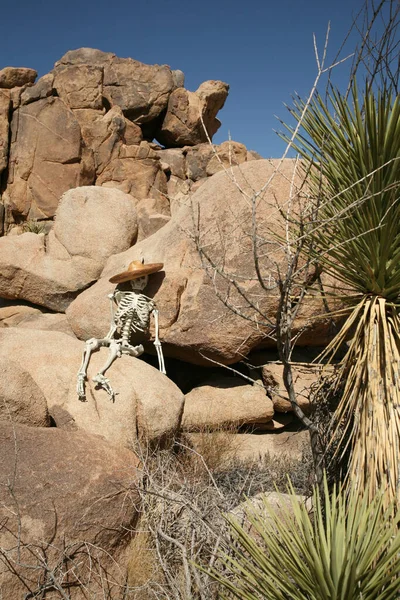Scena Zbrodni Zagubiony Turysta Szkielet Zagubiony Pustyni Szkielet Leży Głazie — Zdjęcie stockowe