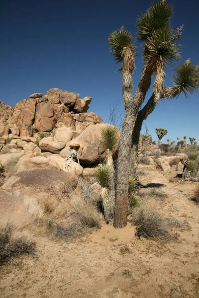 Cena Crime Caminhante Perdido Esqueleto Perdido Deserto Esqueleto Coloca Contra — Fotografia de Stock