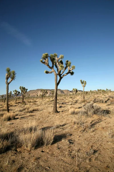 砂漠だ 砂漠の岩 デスバレーだ 熱い乾燥砂漠の岩やブラシ アメリカのデスバレー 砂漠と山 — ストック写真