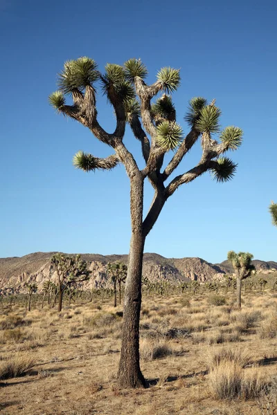 乔舒亚树风景与乔舒亚树的前景 加州国家公园的乔舒亚树轮廓 一个乔舒亚树靠着蓝天乔舒亚国家公园 乔舒亚树或乔舒亚树国家公园 — 图库照片