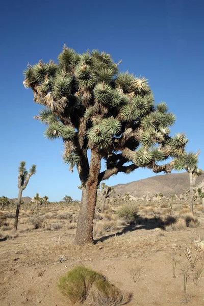 Joshua Tree Paysage Avec Arbre Joshua Premier Plan Joshua Tree — Photo